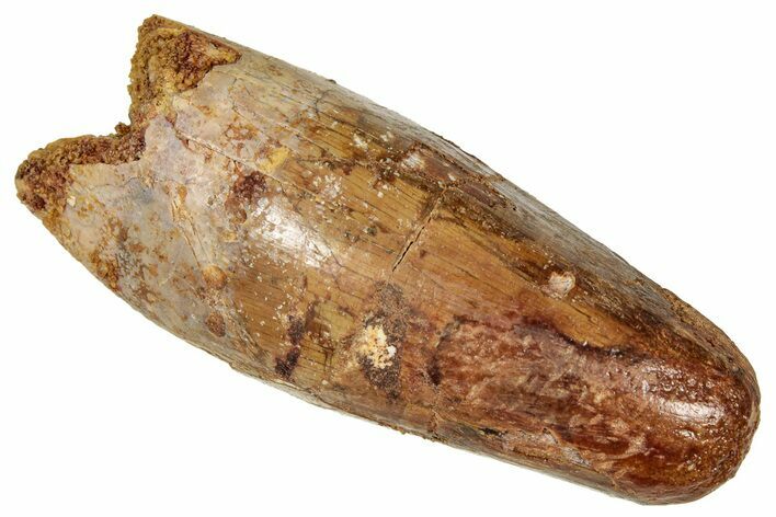 Cretaceous Fossil Crocodylomorph Tooth - Morocco #333585